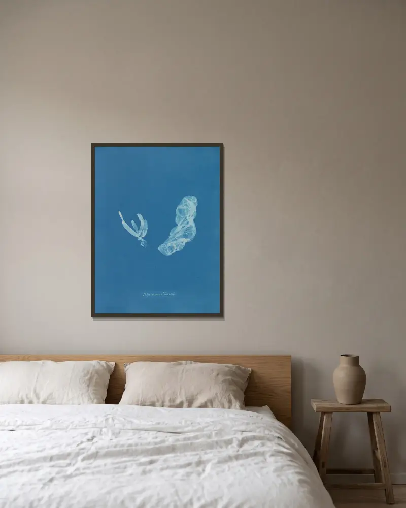 Asperococcus Turneri., Anna Atkins v rámu na stěně