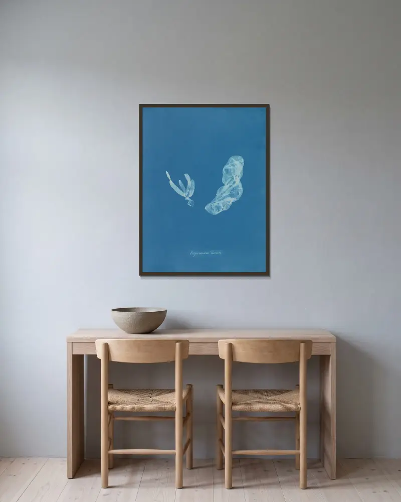 Asperococcus Turneri., Anna Atkins v rámu na stěně