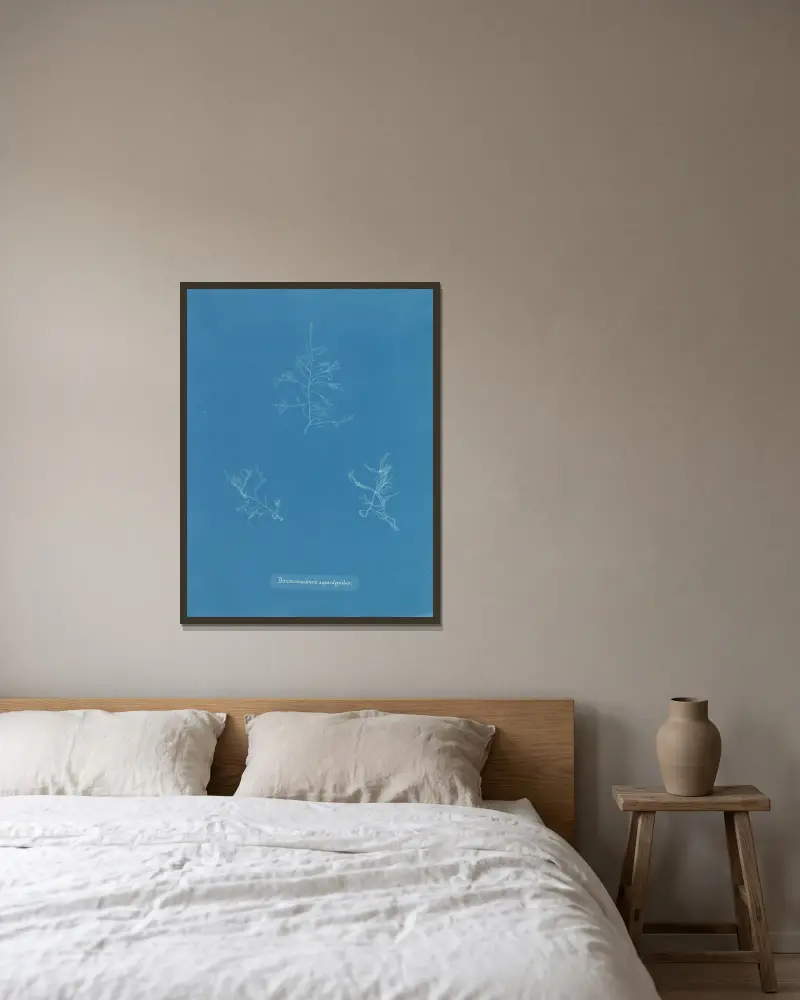 Bonnemaisonia asparagoides av Anna Atkins inramad på en vägg