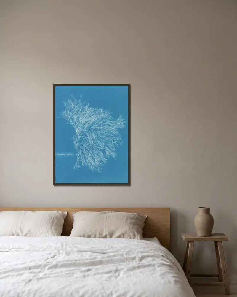 Ceramium rubrum, Anna Atkins v rámu na stěně