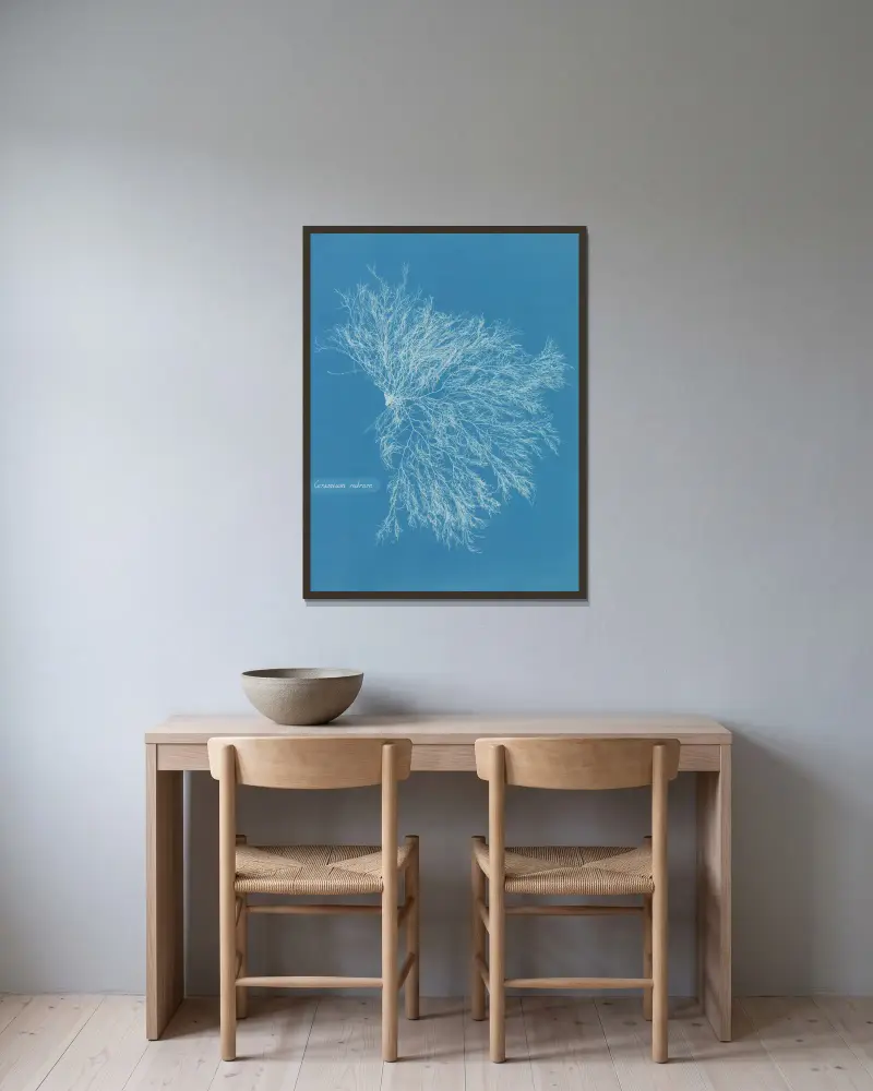 Ceramium rubrum, Anna Atkins v rámu na stěně