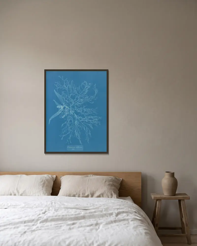 Ceramium rubrum, var., Anna Atkins v rámu na stěně