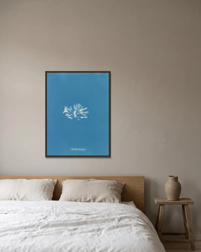 Chondrus Brodiæi, Anna Atkins v rámu na stěně