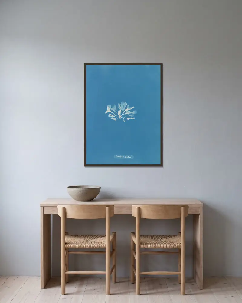 Chondrus Brodiæi, Anna Atkins v rámu na stěně