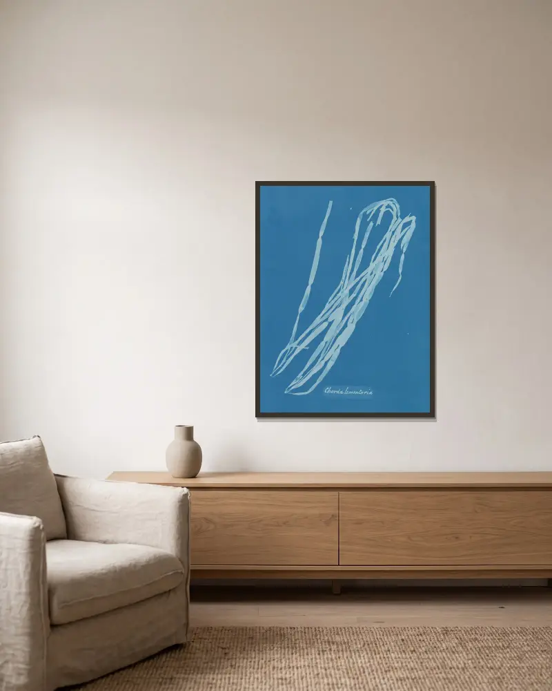 Chorda lomentaria, Anna Atkins w ramie na ścianie