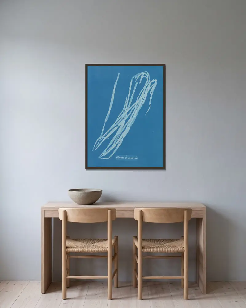 Chorda lomentaria, Anna Atkins w ramie na ścianie