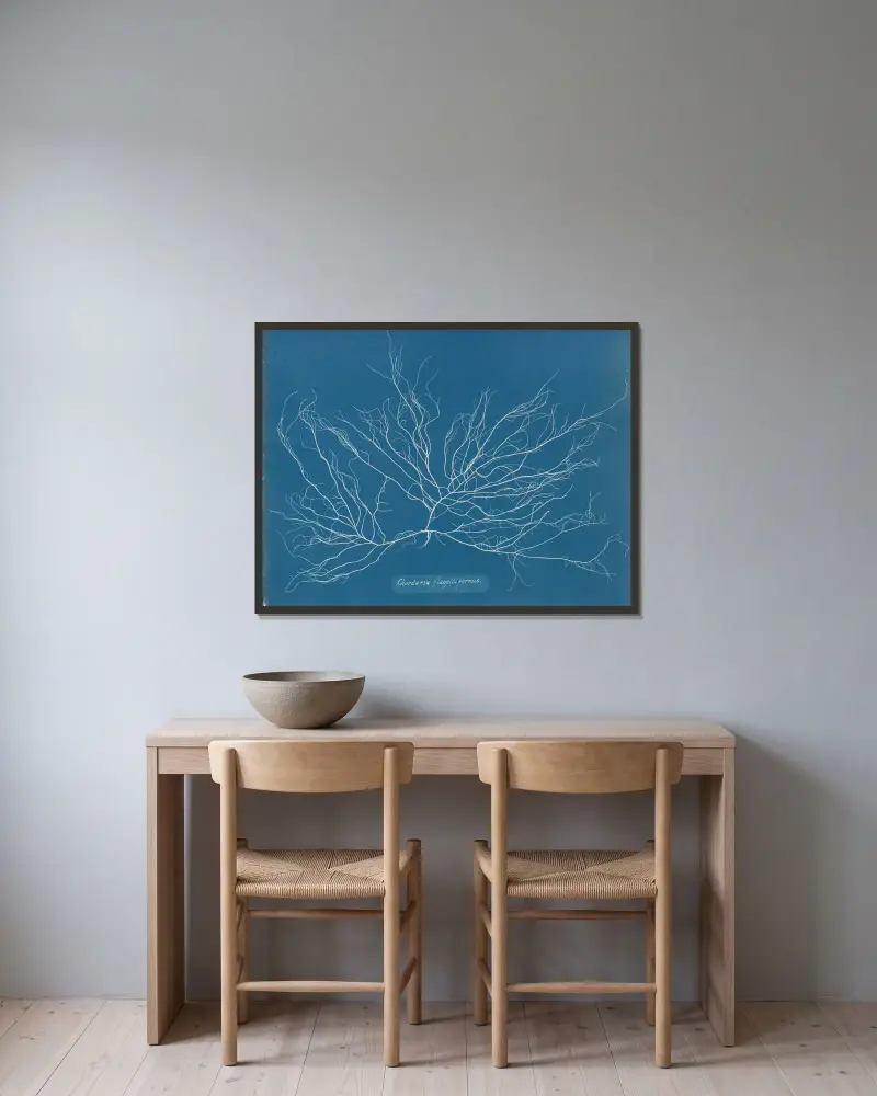 Chordaria flagelliformis, 1843 – Nr. 1 von Anna Atkins gerahmt an einer Wand