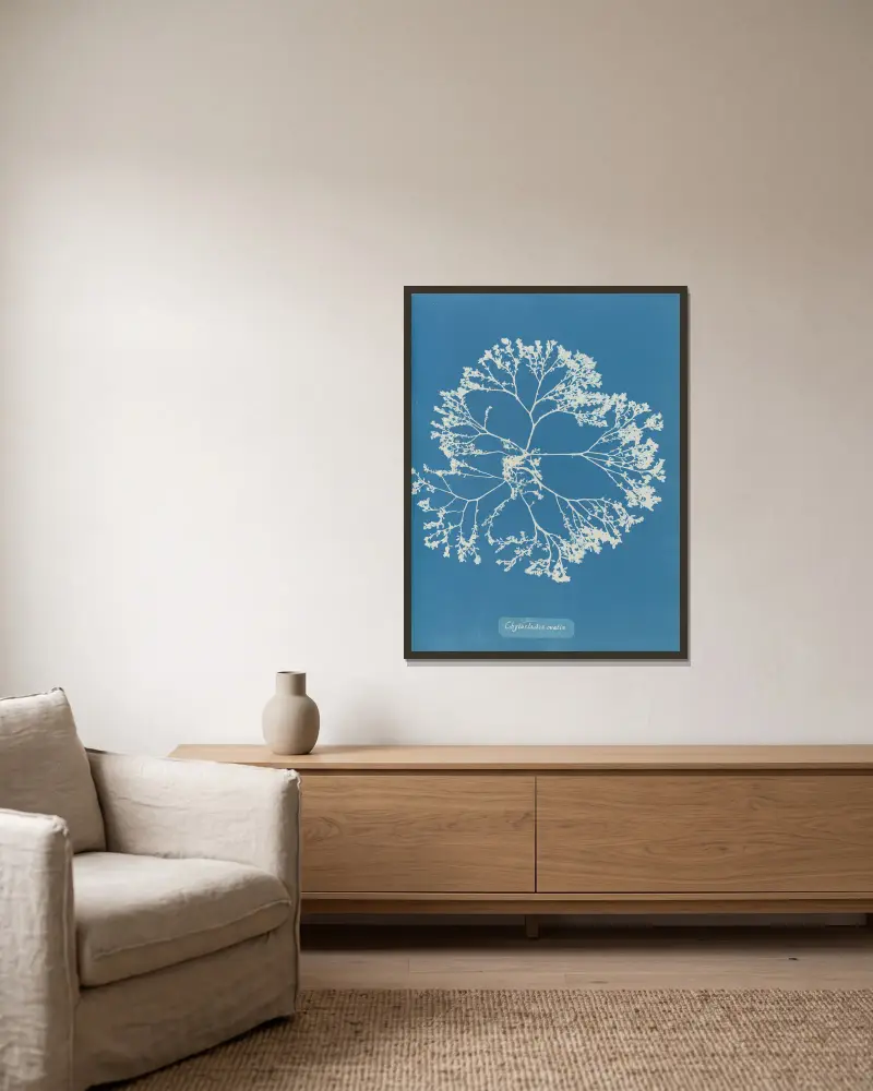 Chylocladia ovalis., 1843 – Nr. 1 von Anna Atkins gerahmt an einer Wand