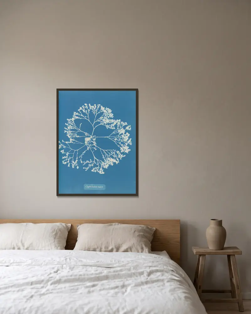 Chylocladia ovalis., 1843 – Nr. 1 von Anna Atkins gerahmt an einer Wand
