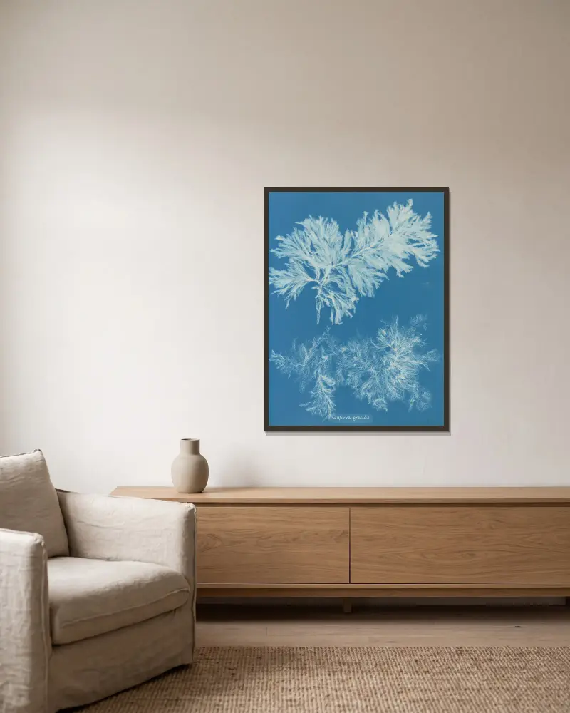 Conferva gracilis, Anna Atkins v rámu na stěně