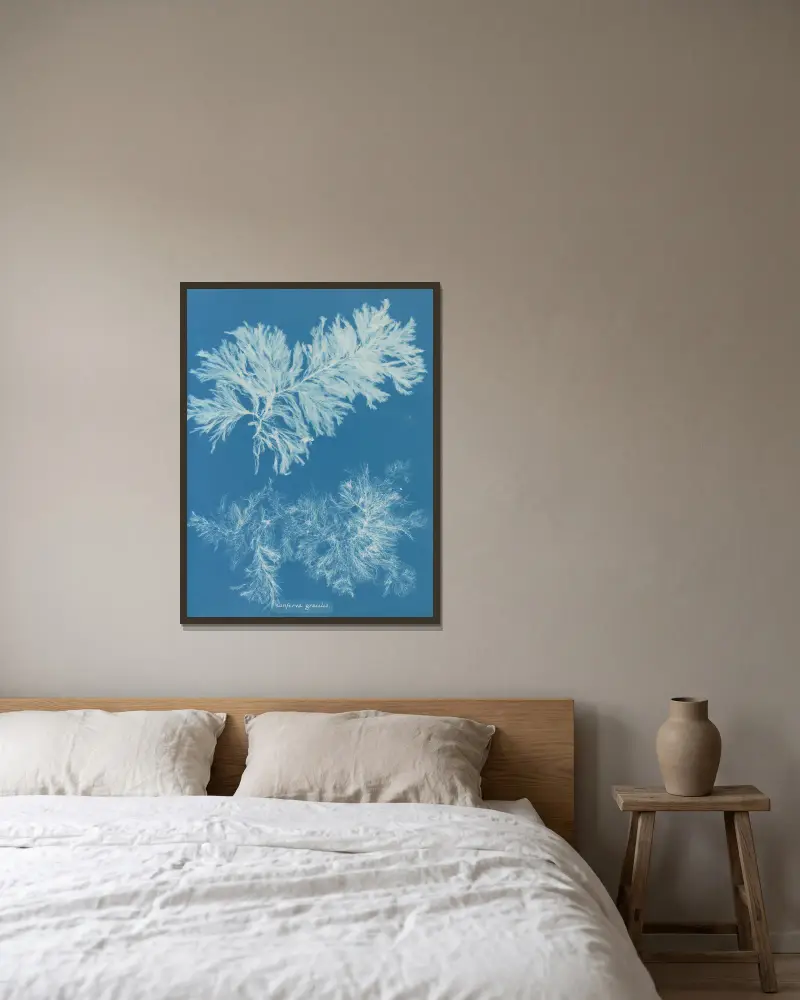 Conferva gracilis, Anna Atkins v rámu na stěně