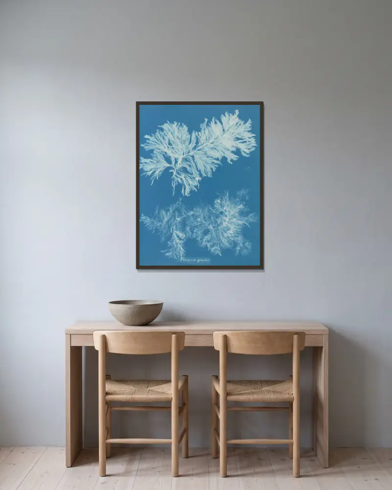 Conferva gracilis, Anna Atkins v rámu na stěně