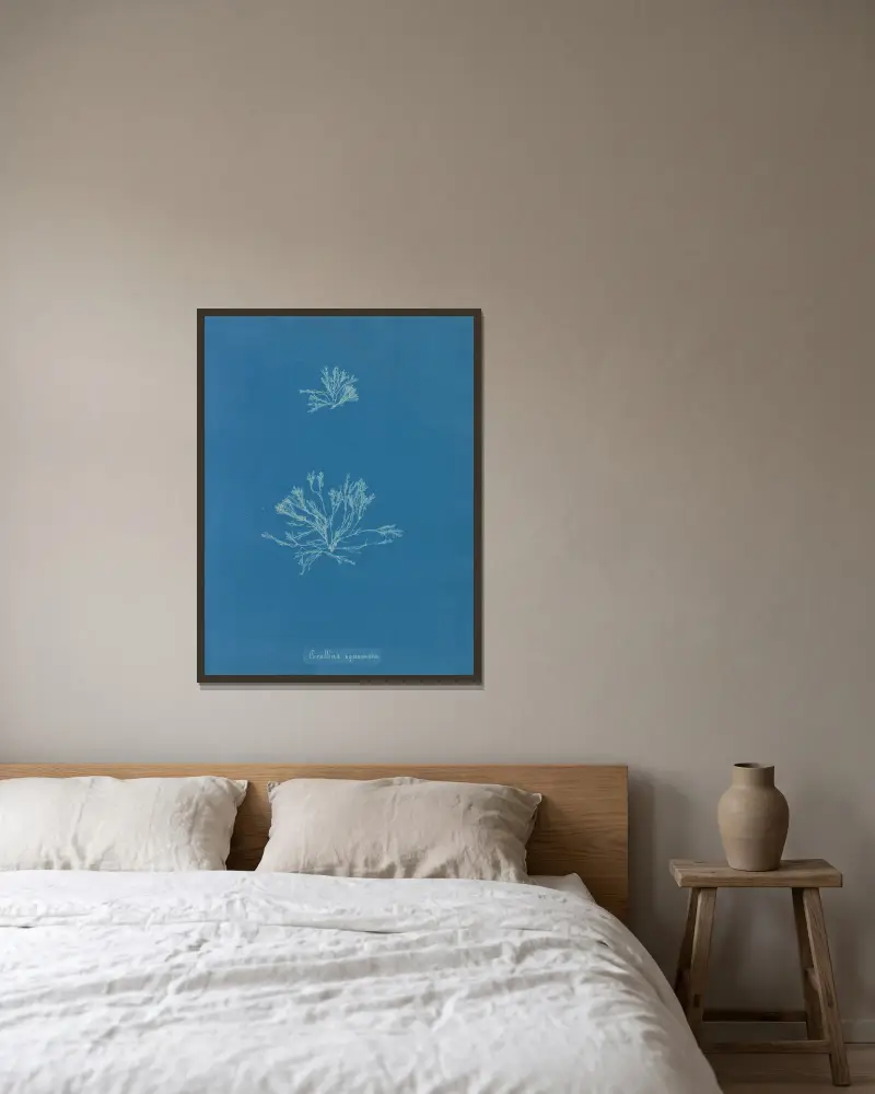 Corallina squamata, Anna Atkins v rámu na stěně