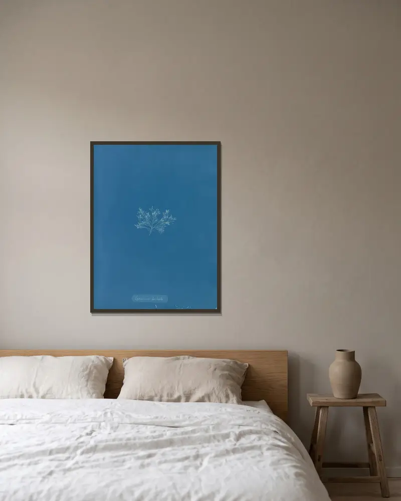 Cystoseira barbata., Anna Atkins v rámu na stěně