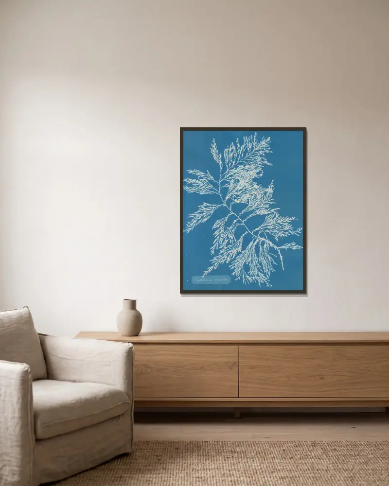 Cystoseira ericoides, Anna Atkins w ramie na ścianie