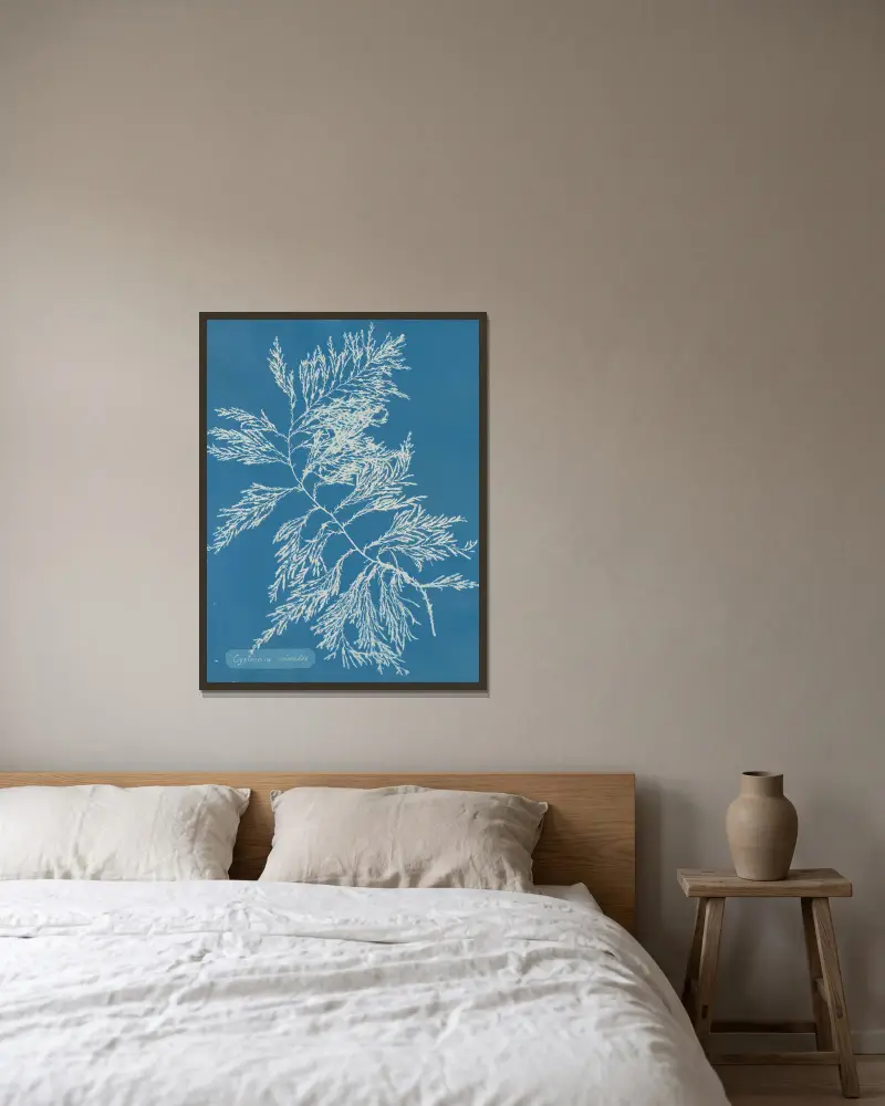 Cystoseira ericoides, Anna Atkins w ramie na ścianie