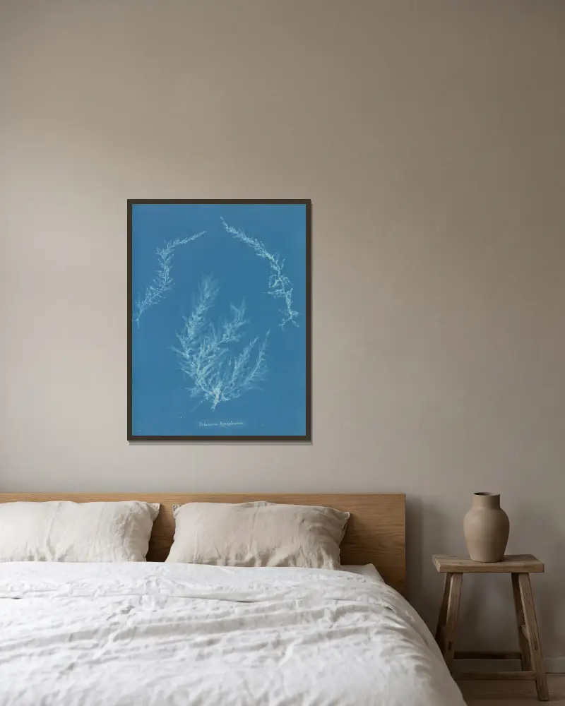 Delesseria hypoglossum von Anna Atkins gerahmt an einer Wand