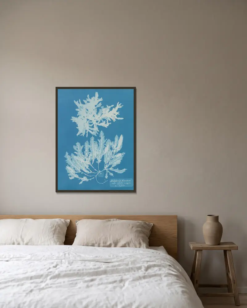 Delesseria Sinuosa va. ciliated margin a. in fruit av Anna Atkins inramad på en vägg