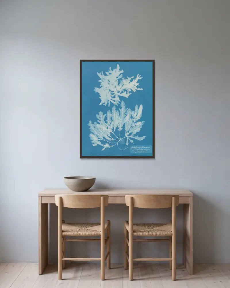 Delesseria Sinuosa va. ciliated margin a. in fruit av Anna Atkins inramad på en vägg