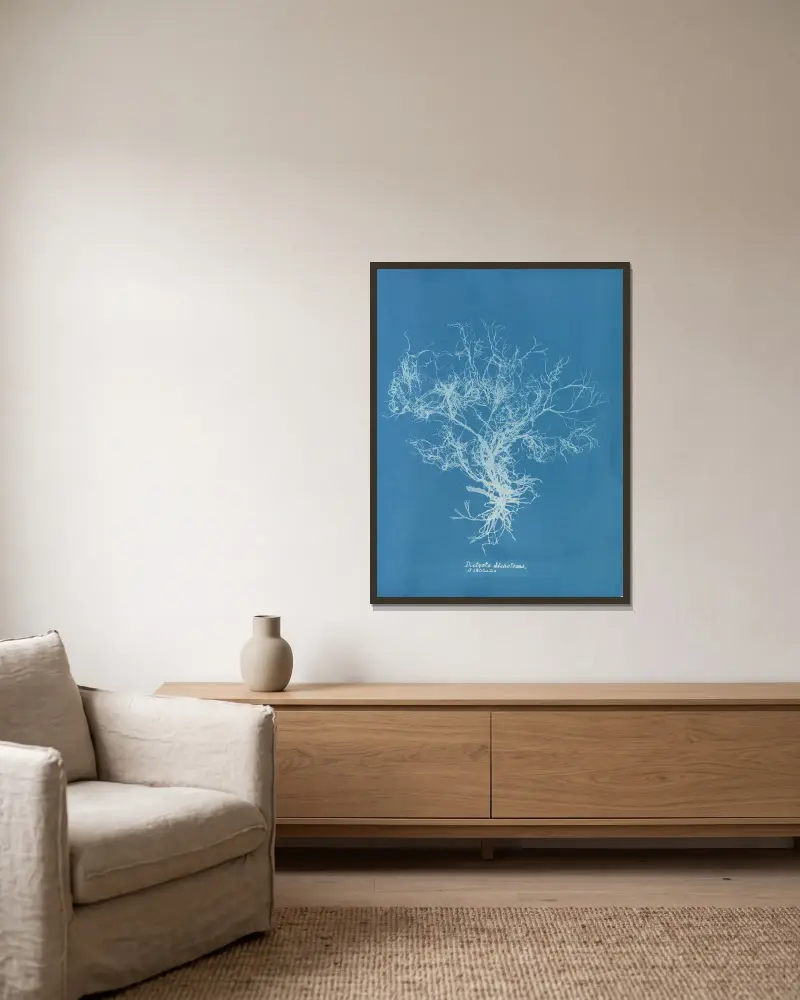 Dictyota dichotoma, β intricata av Anna Atkins inramad på en vägg