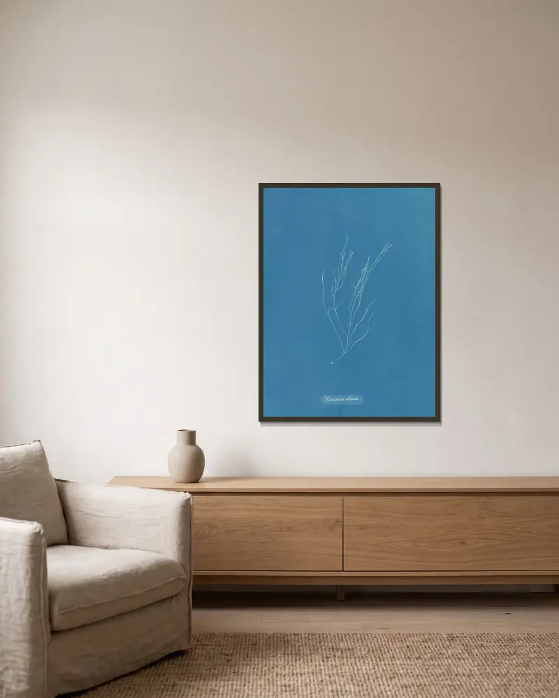 Elaionema villosum av Anna Atkins inramad på en vägg