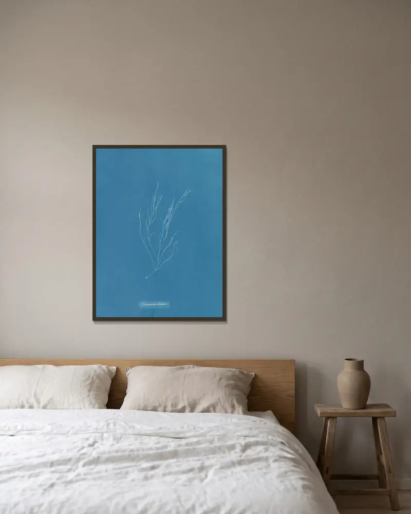 Elaionema villosum av Anna Atkins inramad på en vägg