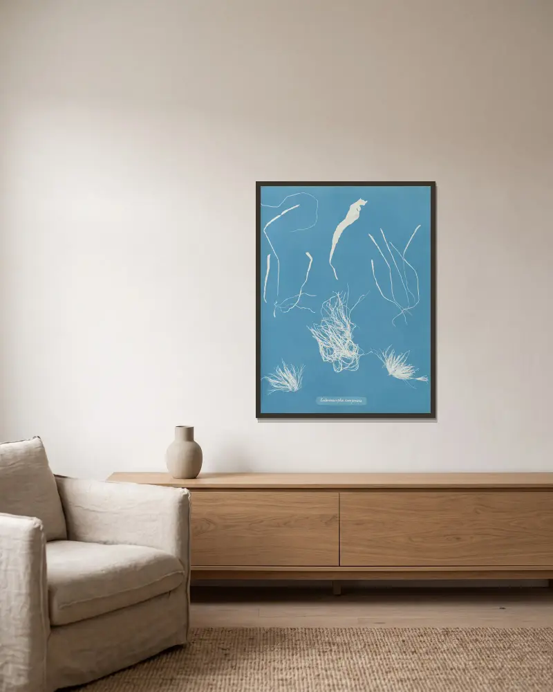 Enteromorpha compressa, Anna Atkins v rámu na stěně