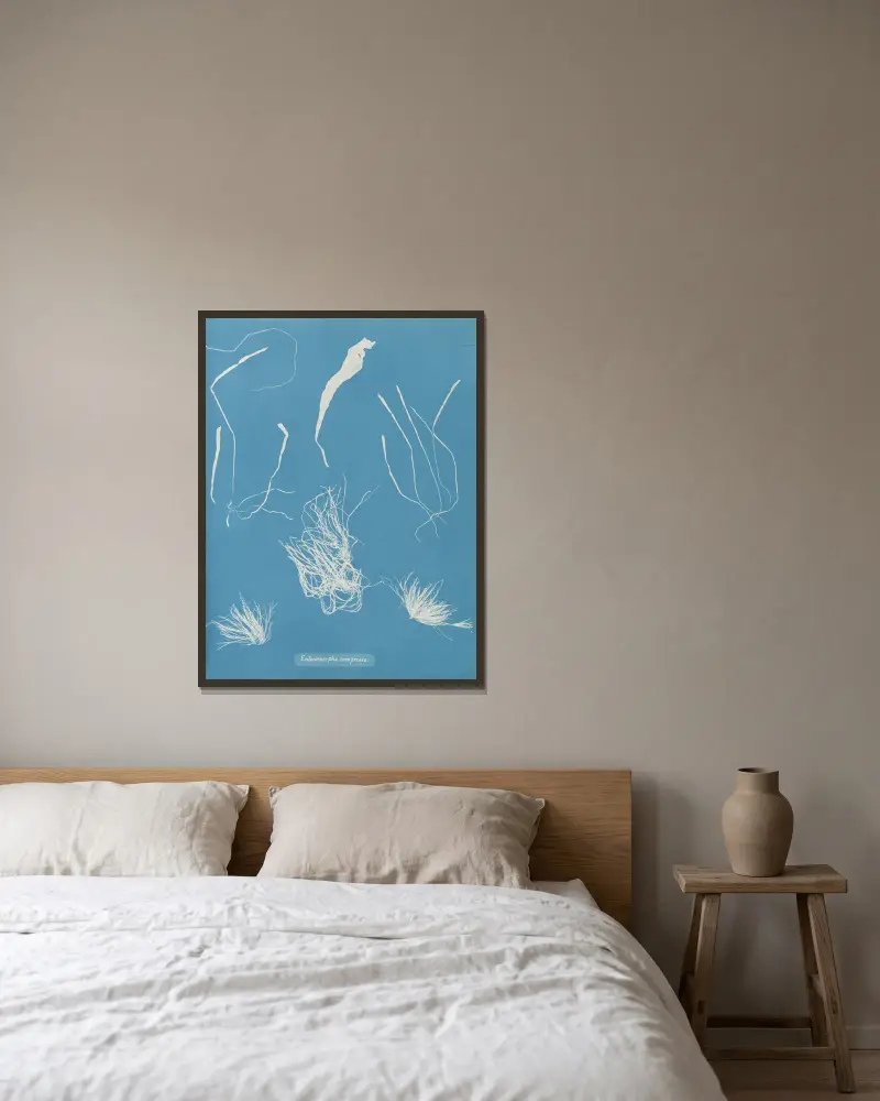 Enteromorpha compressa, Anna Atkins v rámu na stěně