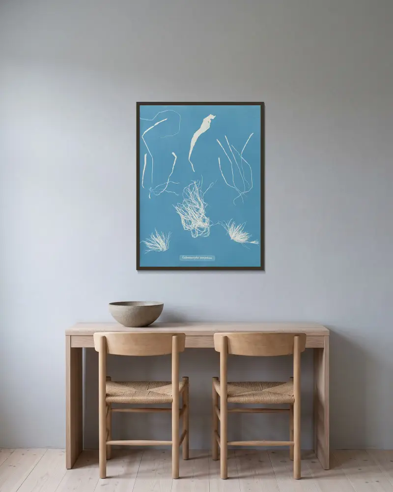 Enteromorpha compressa, Anna Atkins v rámu na stěně