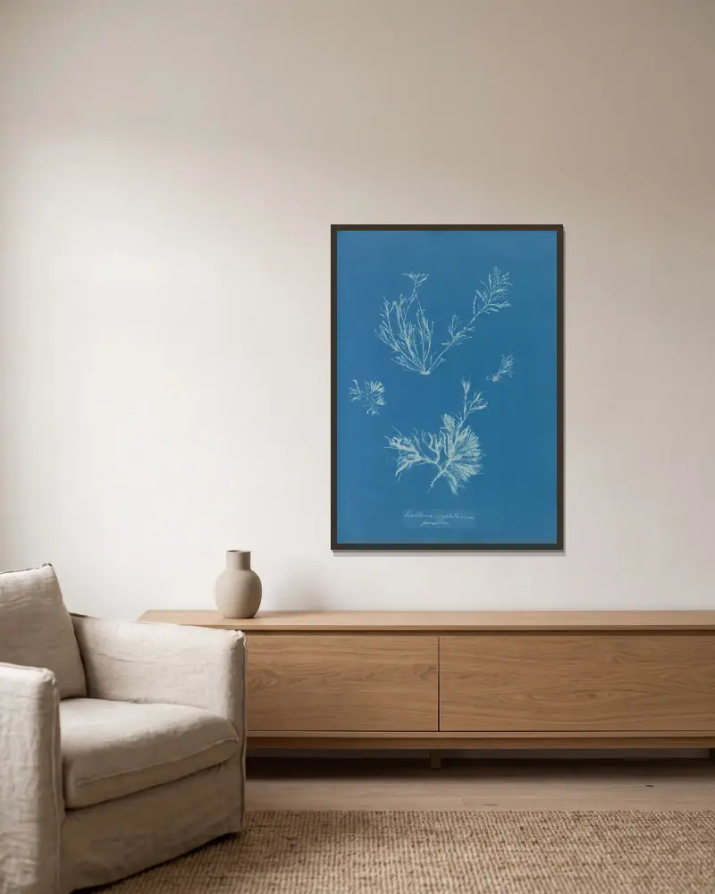Exilaria crystallinum, parasitic av Anna Atkins inramad på en vägg