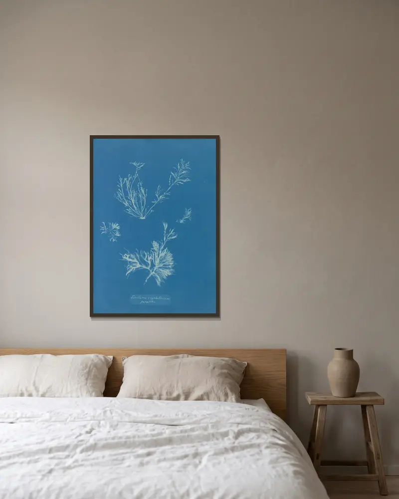 Exilaria crystallinum, parasitic av Anna Atkins inramad på en vägg