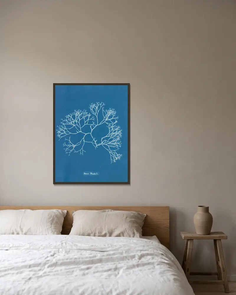 Fucus Machaii von Anna Atkins gerahmt an einer Wand