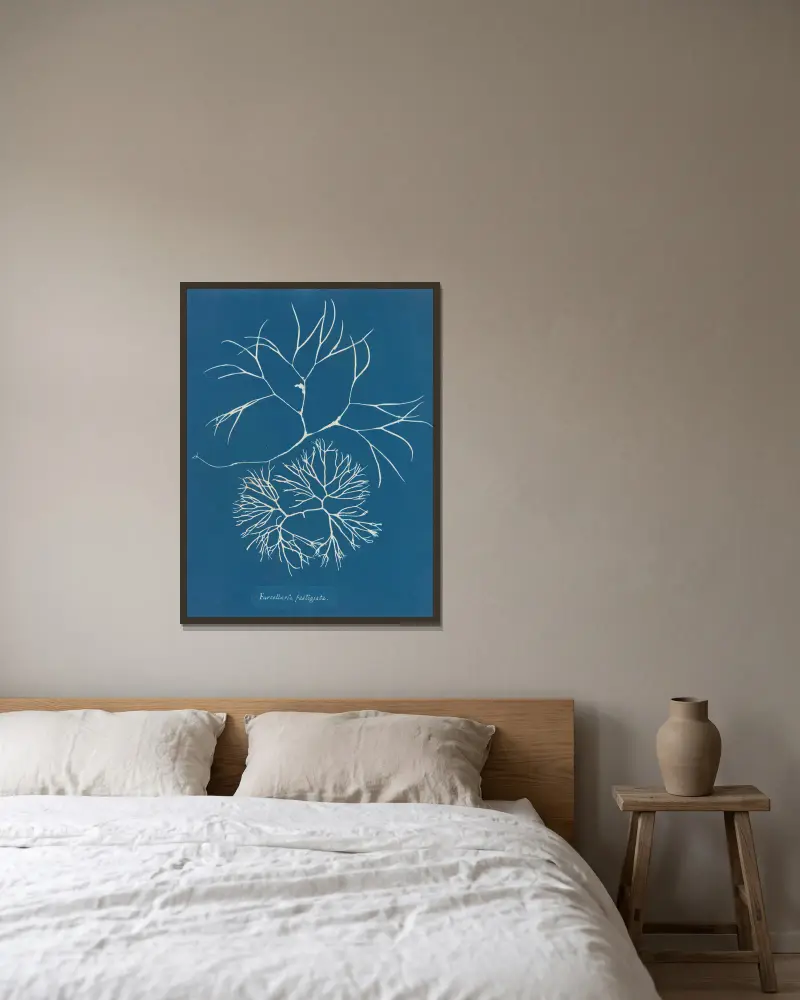 Furcellaria fastigiata, 1843 – Nr. 1 von Anna Atkins gerahmt an einer Wand