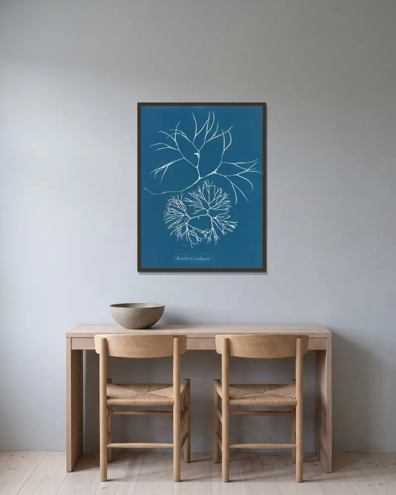 Furcellaria fastigiata, 1843 – Nr. 1 von Anna Atkins gerahmt an einer Wand