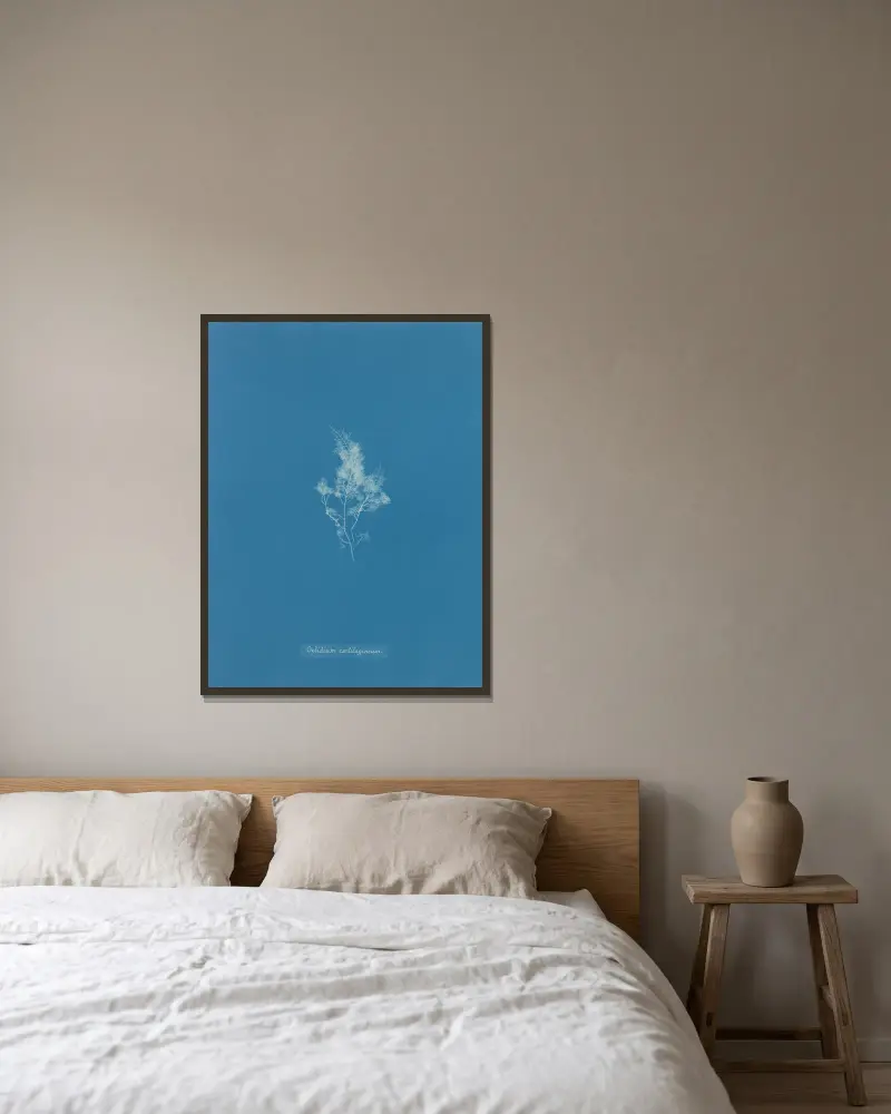 Gelidium cartilagineum av Anna Atkins inramad på en vägg