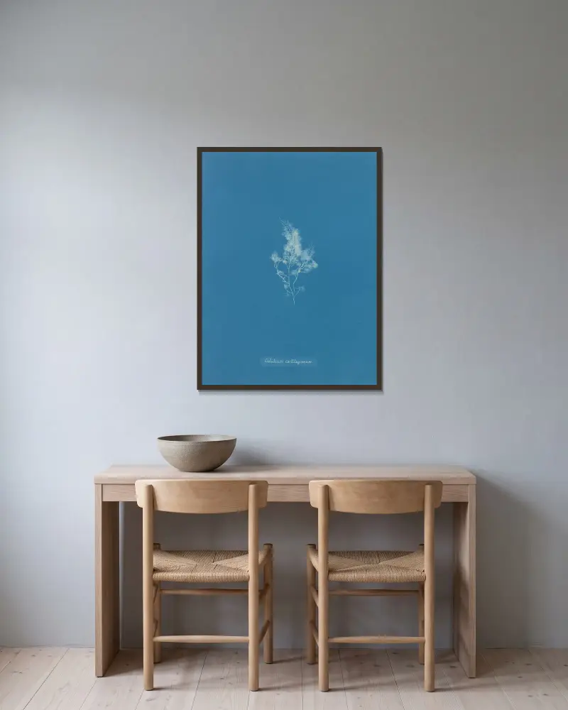 Gelidium cartilagineum av Anna Atkins inramad på en vägg