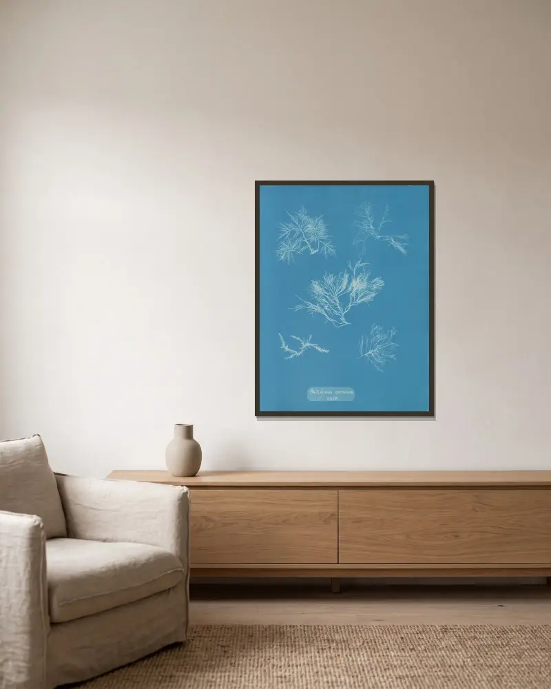 Gelidium corneum vars. von Anna Atkins gerahmt an einer Wand