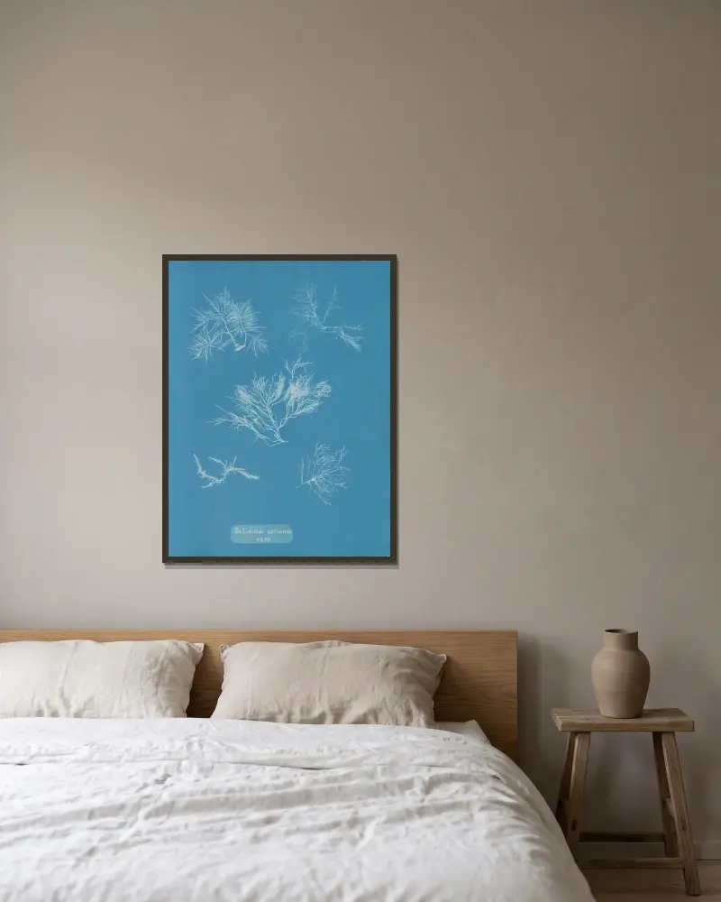 Gelidium corneum vars. von Anna Atkins gerahmt an einer Wand