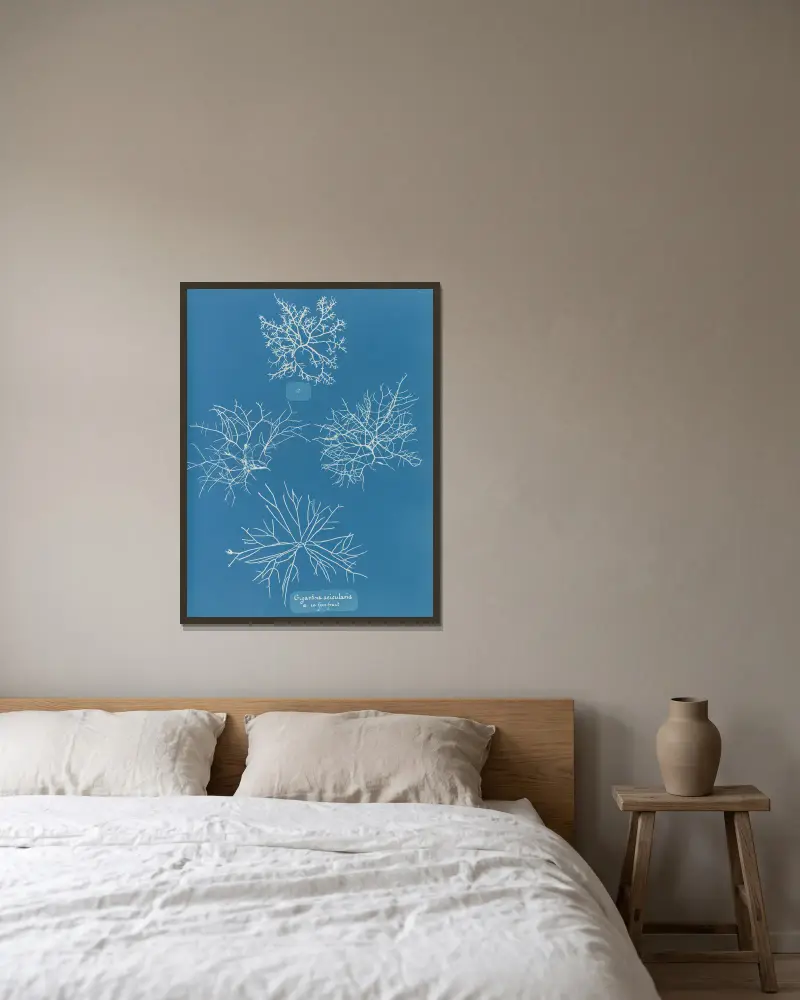Gigartina acicularis, a. in fine fruit av Anna Atkins inramad på en vägg