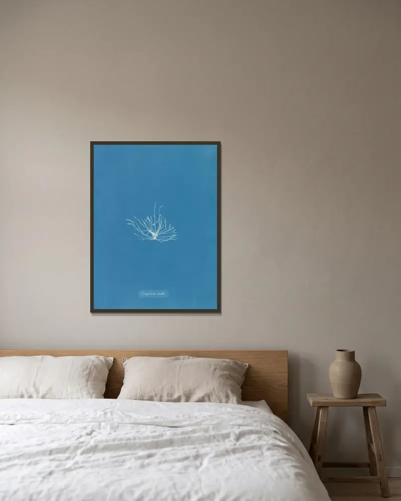 Gigartina erecta, Anna Atkins w ramie na ścianie