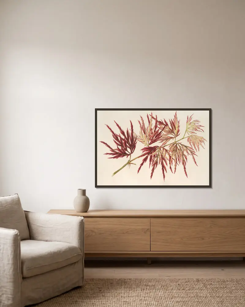 Acer (polymorphum) palmatum, Charles Antoine Lemaire w ramie na ścianie