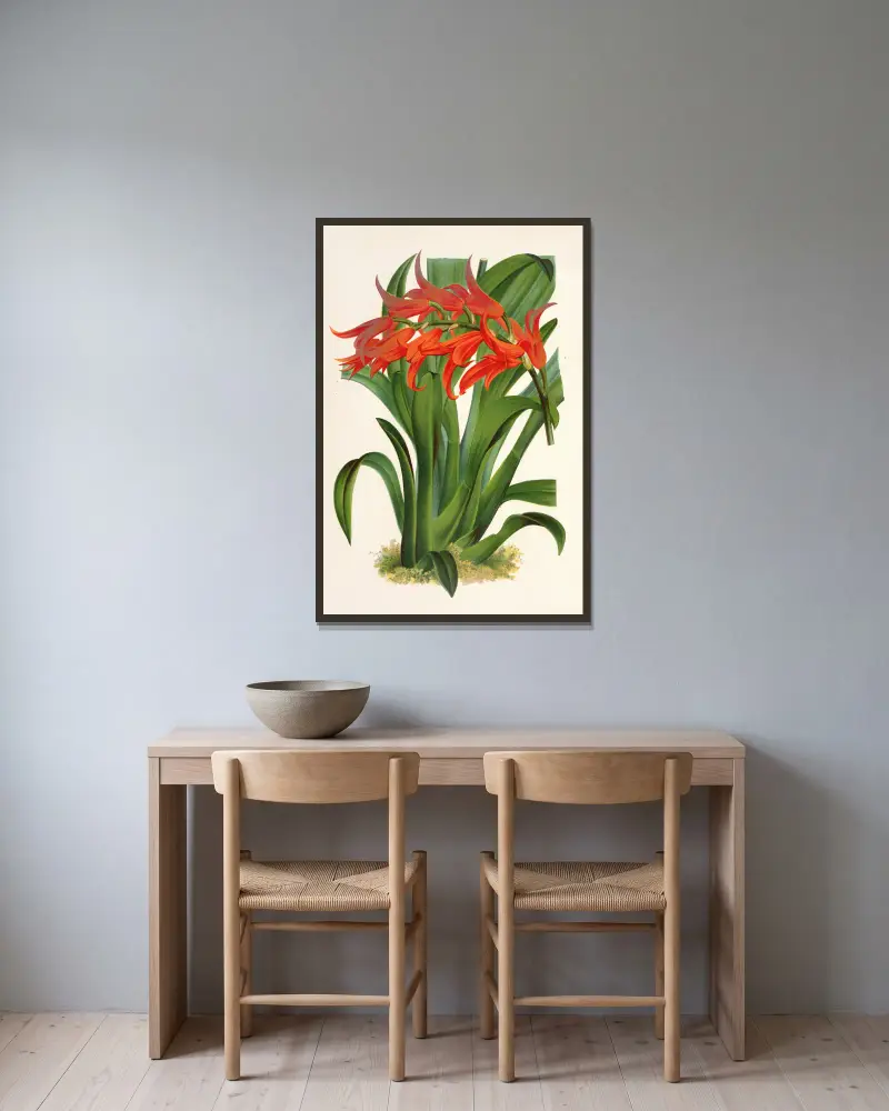 Ada aurantiaca von Charles Antoine Lemaire gerahmt an einer Wand