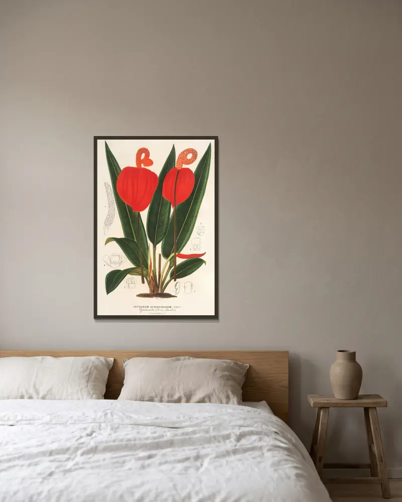 Anthurium Scherzerianum av Charles Antoine Lemaire inramad på en vägg