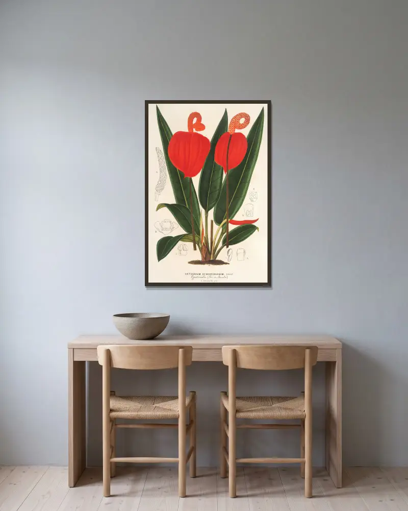 Anthurium Scherzerianum av Charles Antoine Lemaire inramad på en vägg