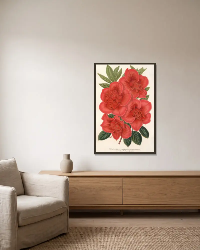 Azalea (indica) François Devos (Hybride) von Charles Antoine Lemaire gerahmt an einer Wand