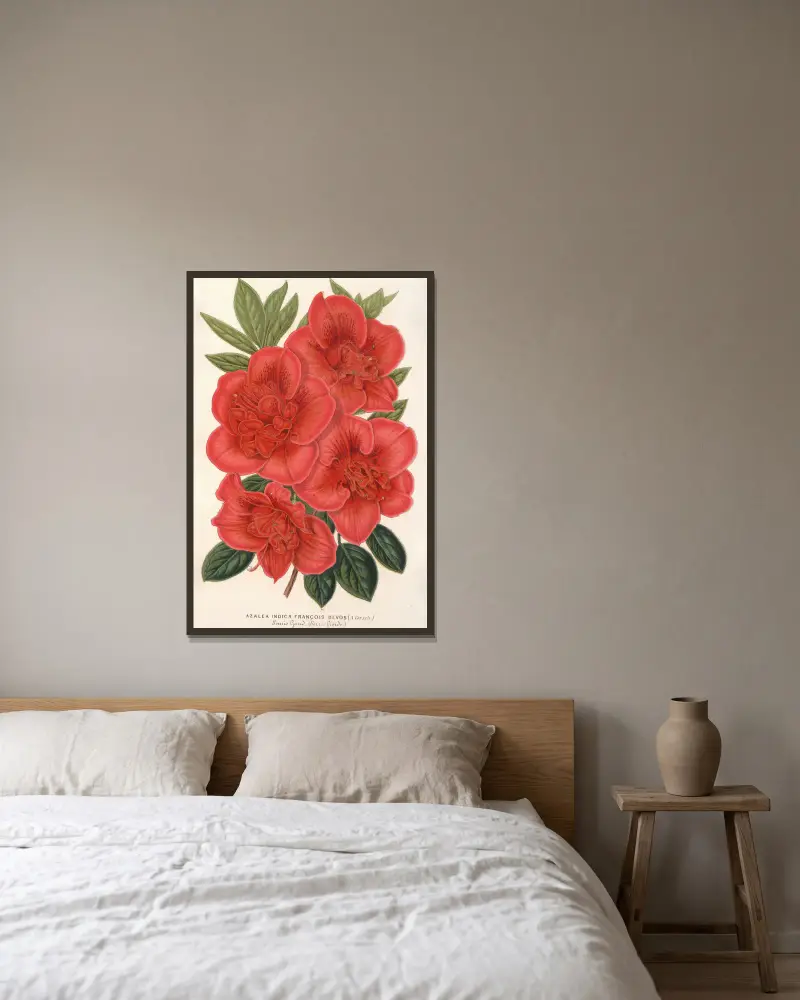 Azalea (indica) François Devos (Hybride) von Charles Antoine Lemaire gerahmt an einer Wand