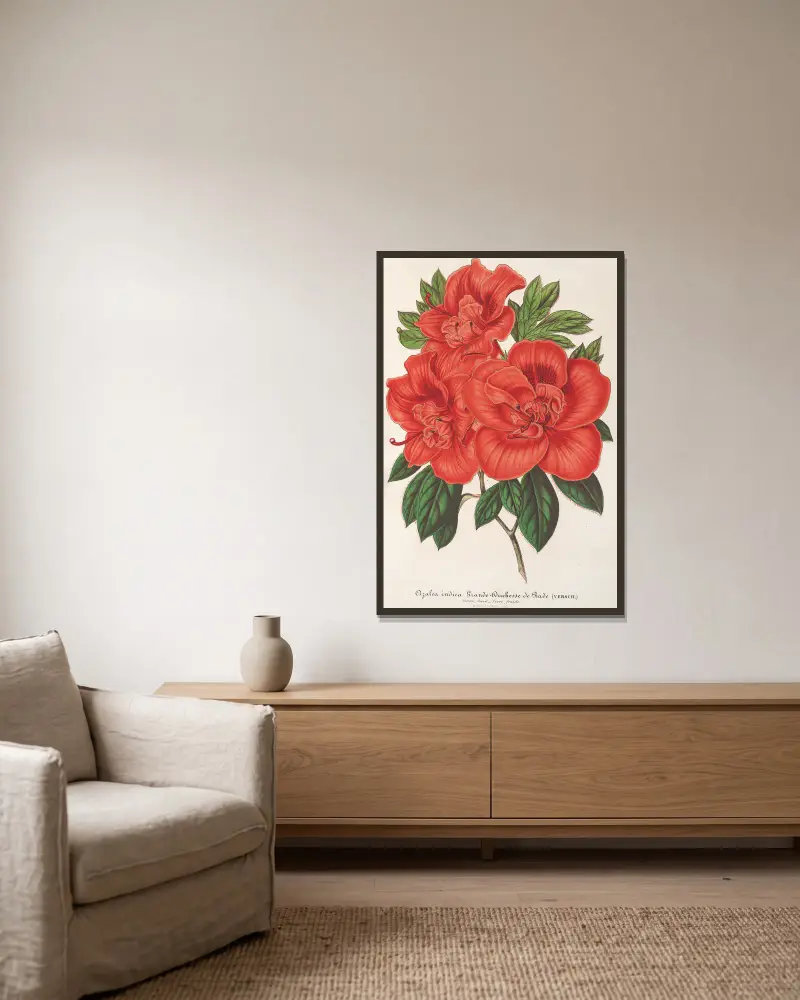 Azalea (indica) Storhertiginnan av Baden av Charles Antoine Lemaire inramad på en vägg