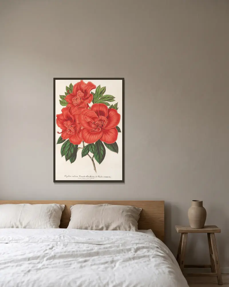 Azalea (indica) Storhertiginnan av Baden av Charles Antoine Lemaire inramad på en vägg