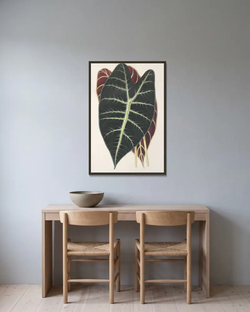 Caladium Lowii von Charles Antoine Lemaire gerahmt an einer Wand