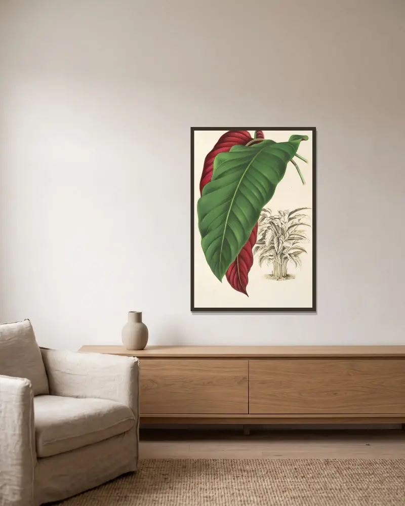 Calathea arrecta von Charles Antoine Lemaire gerahmt an einer Wand
